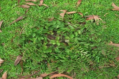 Tylophora fasciculata